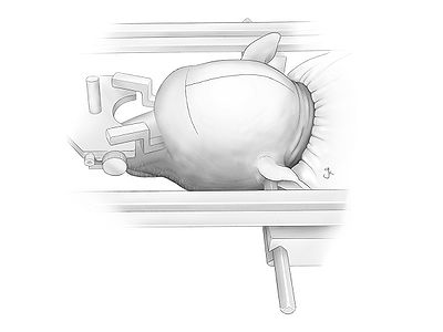 Fig 1.jpg