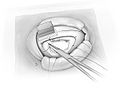 Fig25.jpg