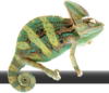 Ai logo new.png