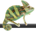 Ai logo new.png